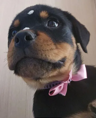 Filhote femea Rotweiller