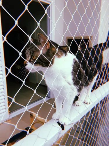 Telas e Redes de Proteção para Gatos