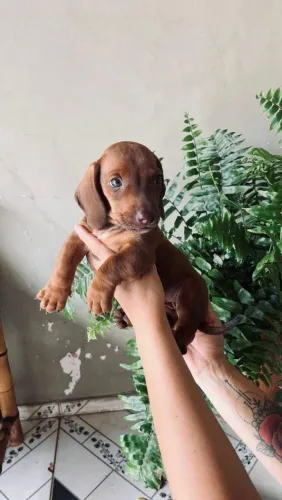 Filhotes dachshund macho