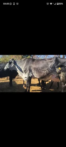 Vaca alta lactação