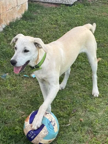 Doação de Cachorro 