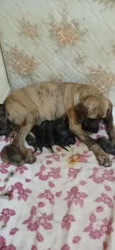 Filhotes vende-se filhote de fila brasileiro em Itabuna