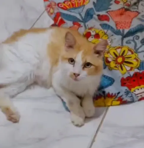 Gato peludo castrado e vacinado FIV positivo 