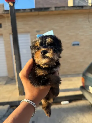 Cachorro