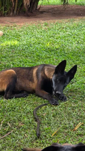 Pastor Belga Malinois Fêmea