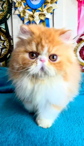 Filhote de gato persa
