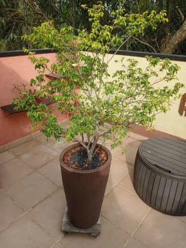 Jabuticabeira completa vaso