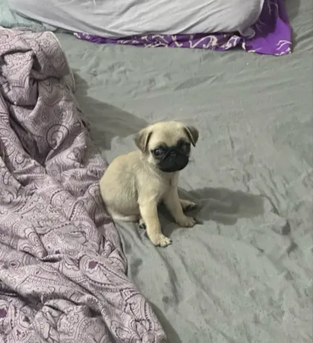 Pug abricot macho e fêmea 