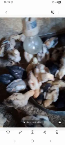 Vendo esse pinto carioca boa procedência valor 13 reais 