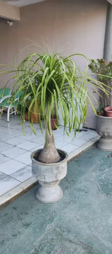 Planta Pata de Elefante