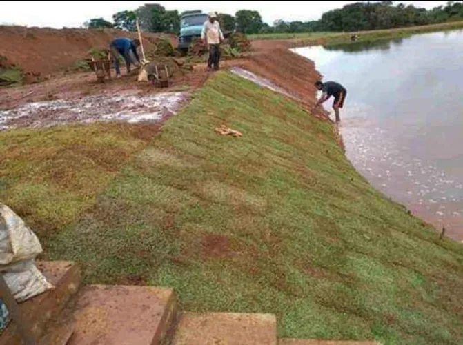 gramas direto da fazenda