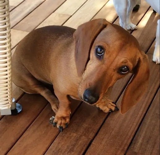 Basset teckel lindo machinho dourado