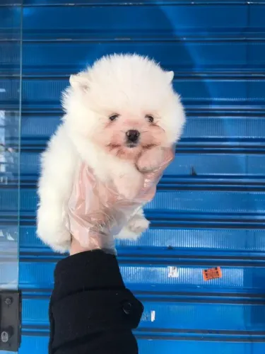 Spitz Alemão Deu a Louca na Reborn pets, SUPER PROMOÇÂO Para aquisição imediata 