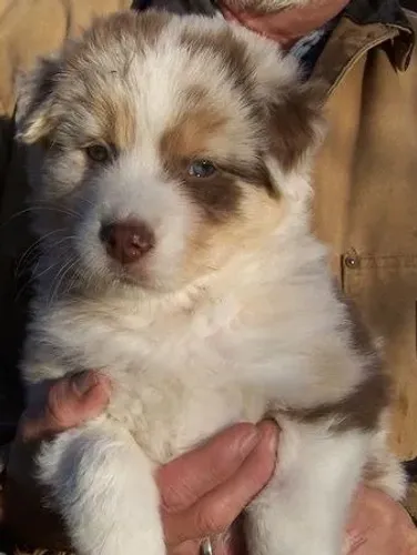 Cachorro de  Pastor Australiano 