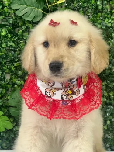 FILHOTE DE GOLDEN RETRIEVER ESPERTO