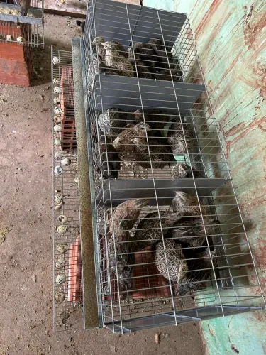 Ovos de codorna fértil