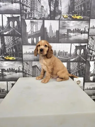 Cocker Spaniel ingles Bolinhas de Energia e Amor!