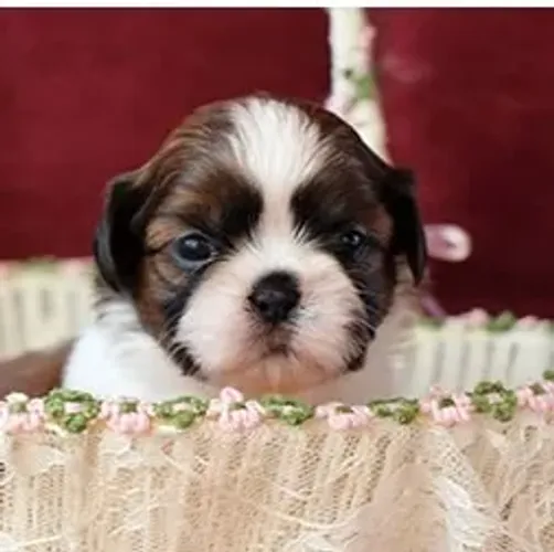 Shih-Tzu Mini Branco e Dourado Macho - Pequeno, Carinhoso e Inteligente!