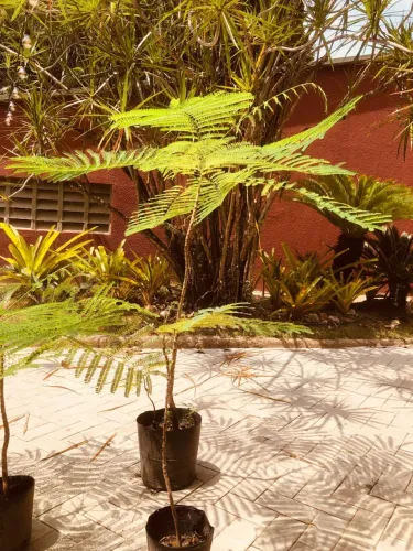 Muda adulta de Flamboyant