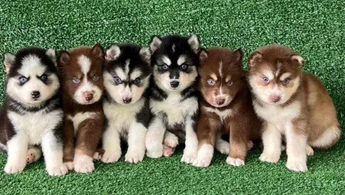 Husky Siberiano cinza/marrom/preto e branco, olhos azuis e bi colores a pronta entrega!