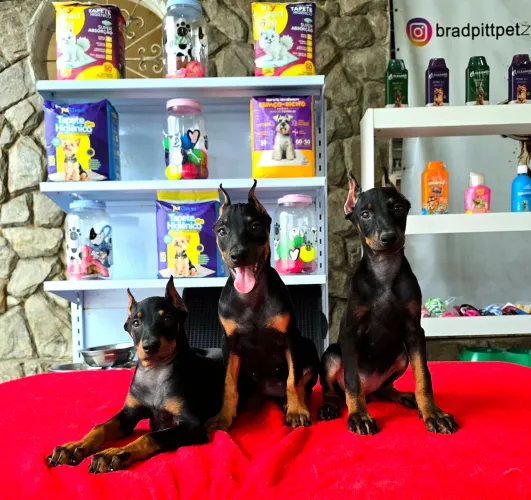 Filhotes fêmeas de Doberman