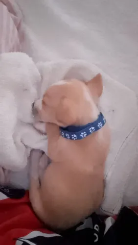 cachorrinho pra doação