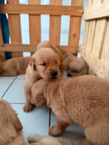 Golden retriever