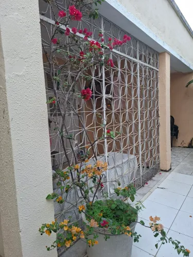 Bouganvile Rosa e Laranja( Acompanha vaso grande)
