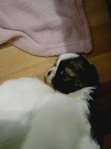 Vendo Shitzu