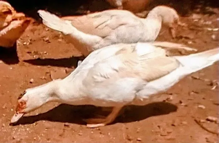 PATOS BRANCO