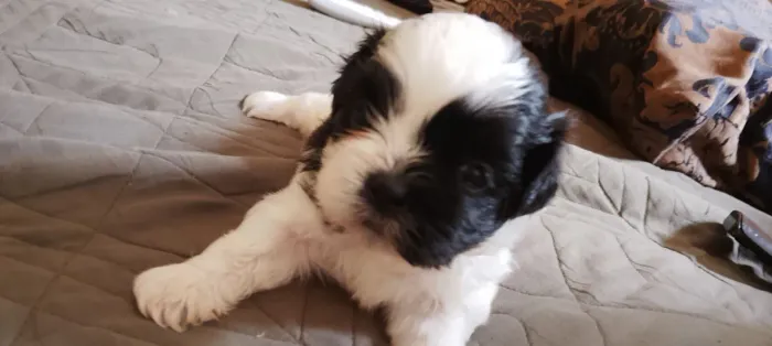 VENDO FILHOTE SHIH TZU MACHO