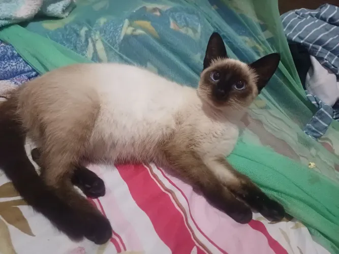 Gato