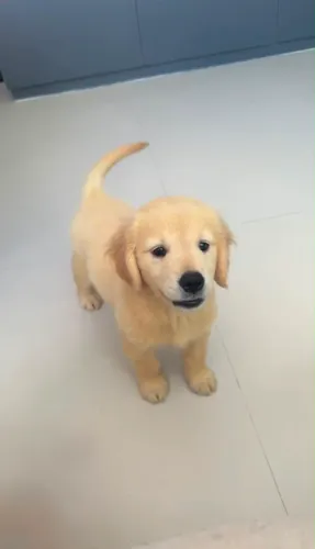 filhote de golden
