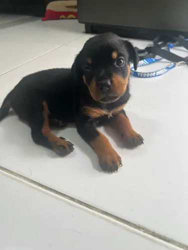 Rottweiler fêmea