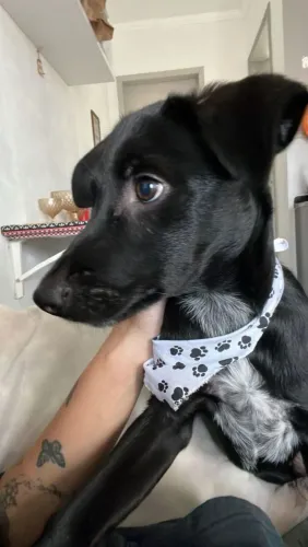 Adoacao de cachorro
