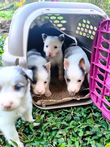 Filhote de Border Collie