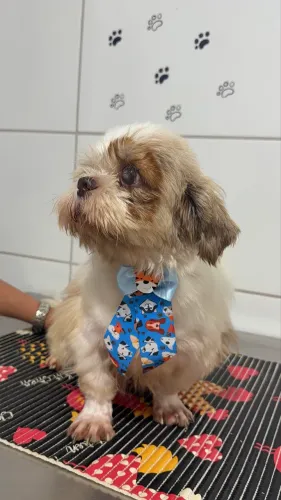 Shihtzu para adoção responsável