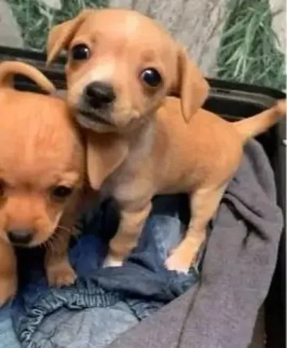 lindos garnata ja  o seu 