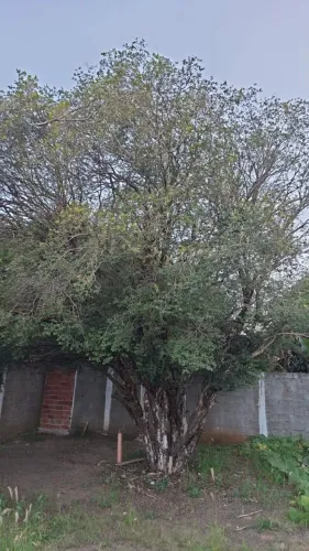 Pé de Jabuticaba com 3 metros