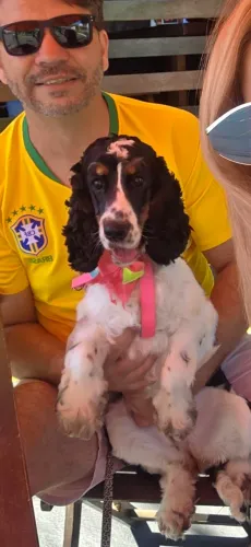 Doação de uma cocker de 11 meses