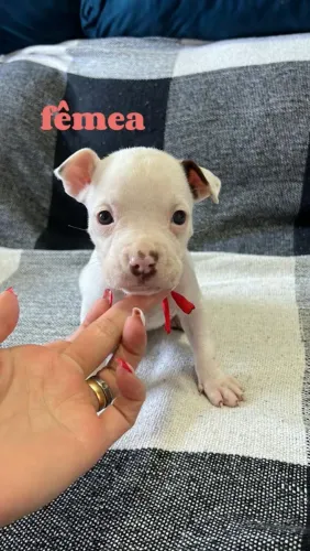 Vende-se filhote de American Bully R$ 1.700
