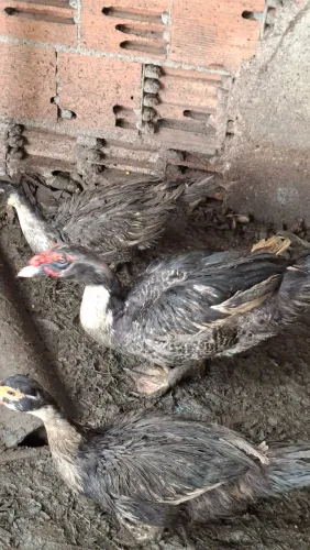 6 Pato grande criação