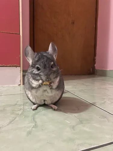 Chinchila 