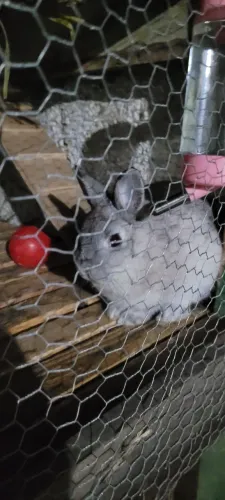 Mini coelho 