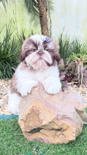 Shih tzu machinhos com 3 doses de vacina ?