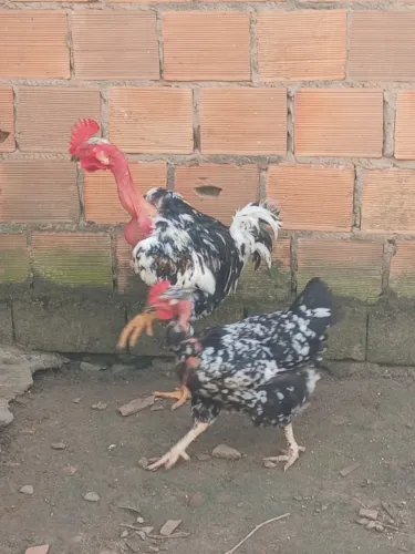 Ovos fértil de balão sergipana