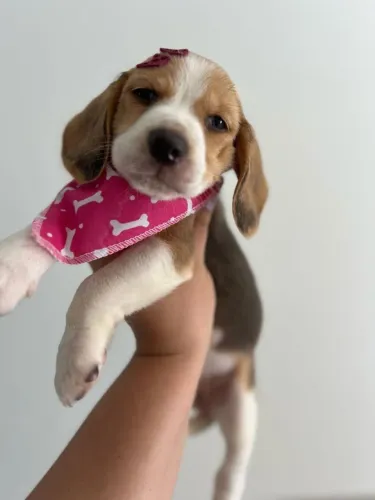 beagle R$ 2450,00 