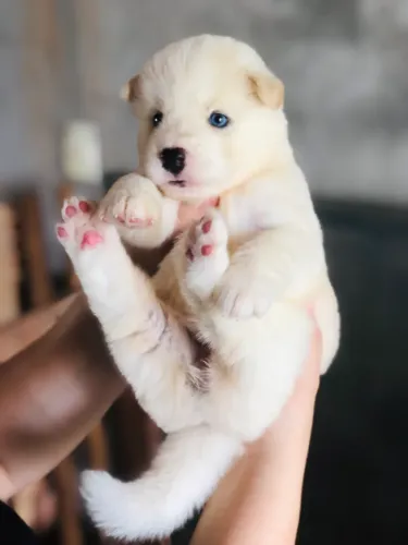 Filhote de Husky Siberiano Raça pura ( Macho )