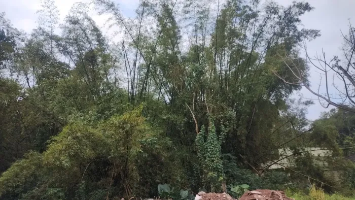 Doação de bambu gigante verde