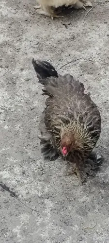 Galo e galinha Brahma